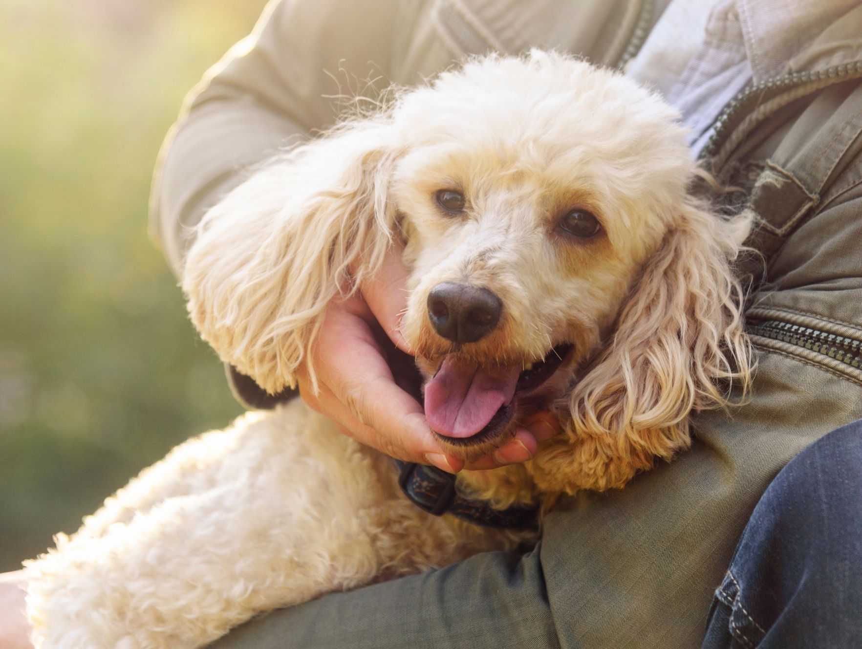 happy poodle