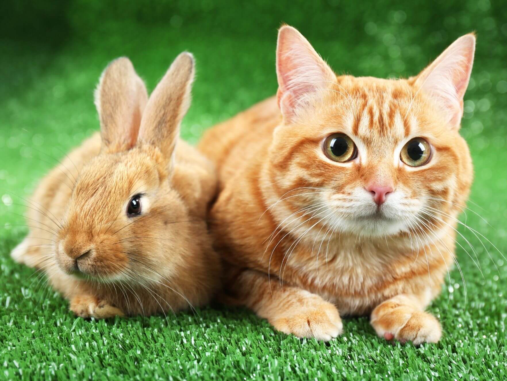 rabbit and a cat