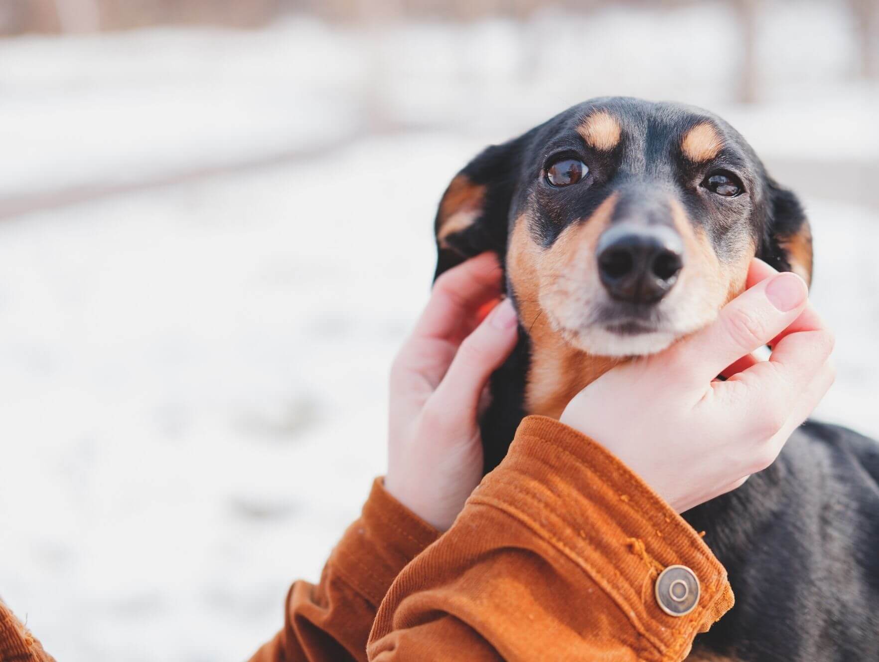 Pet Microchipping  Mountain Empire Small Animal Hospital