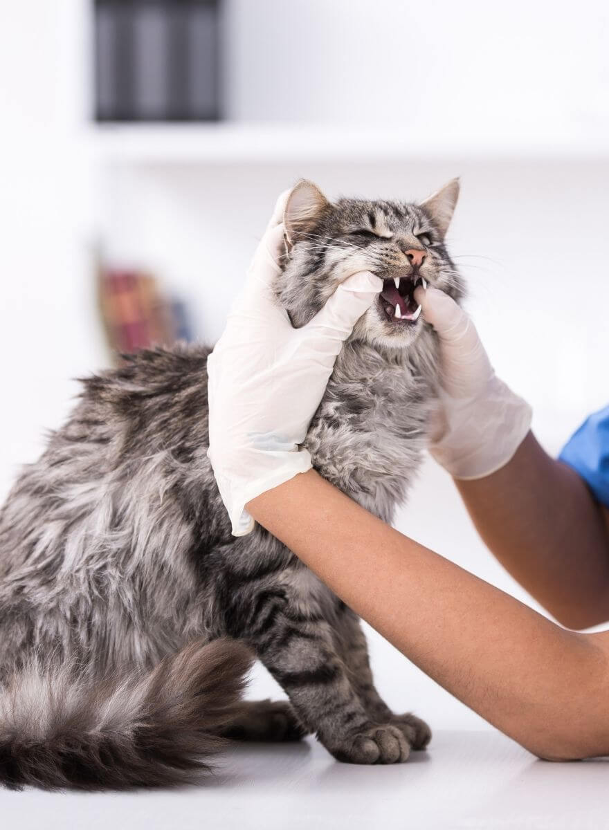 Doctor checks cat`s teeth