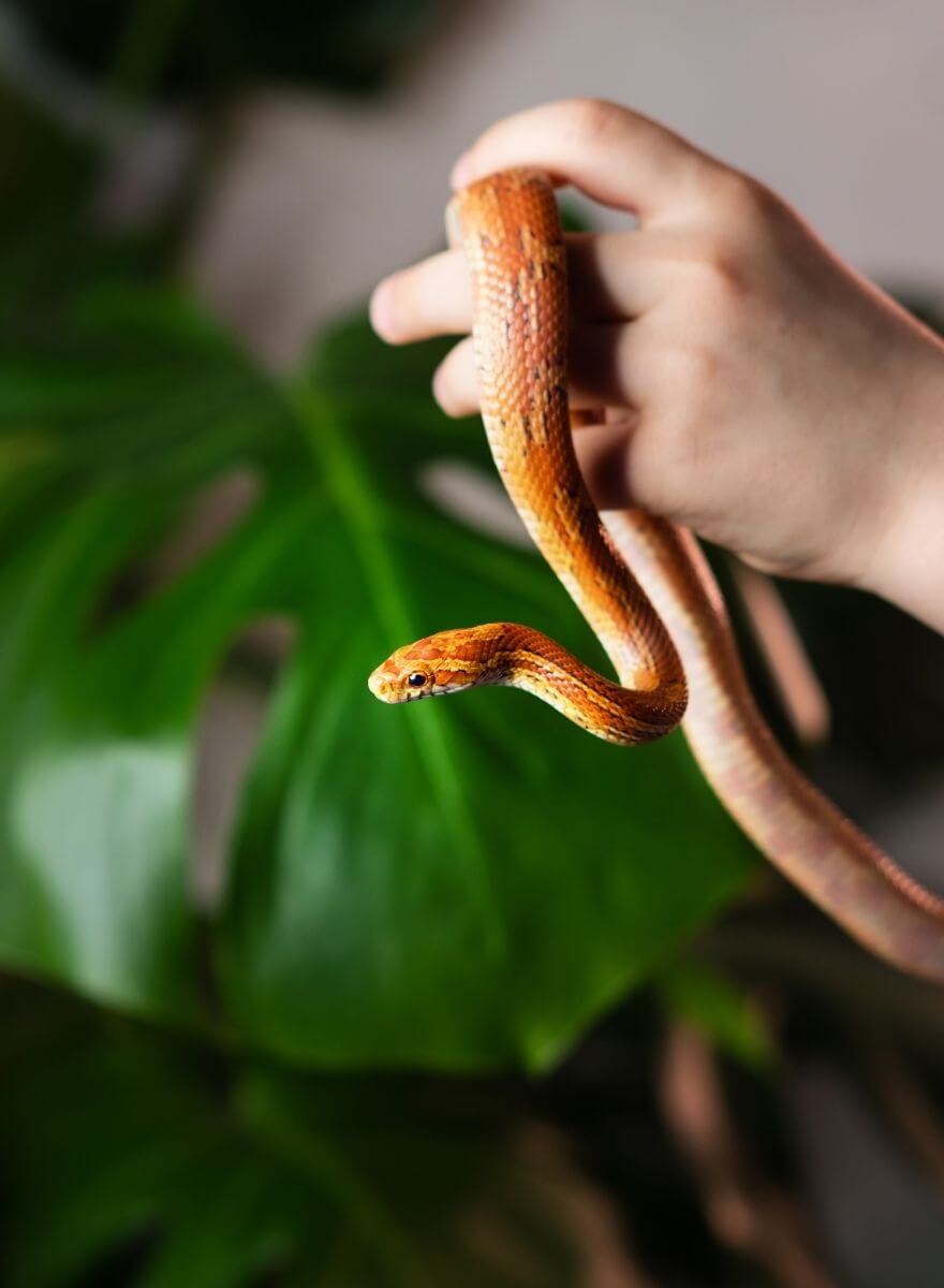 Snake in hand 