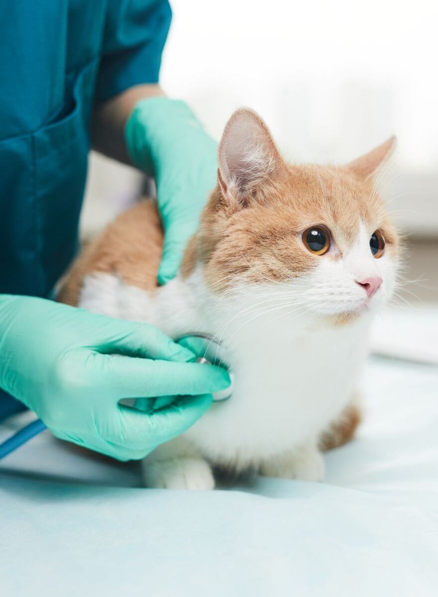 Doctor checks cat
