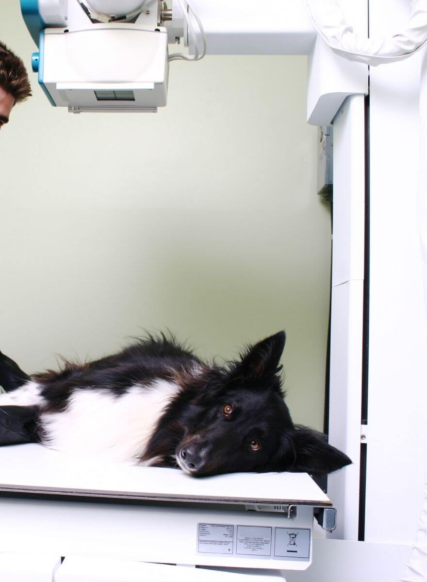 Dog takes medical service
