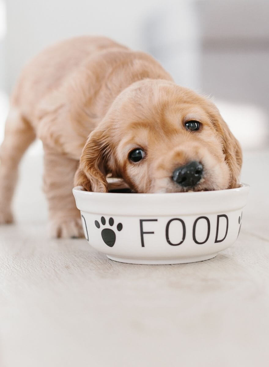 Dog eats food