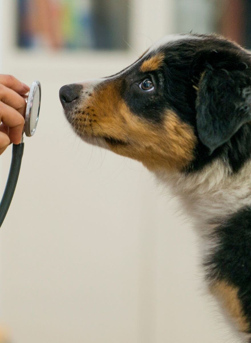 Health test of a dog