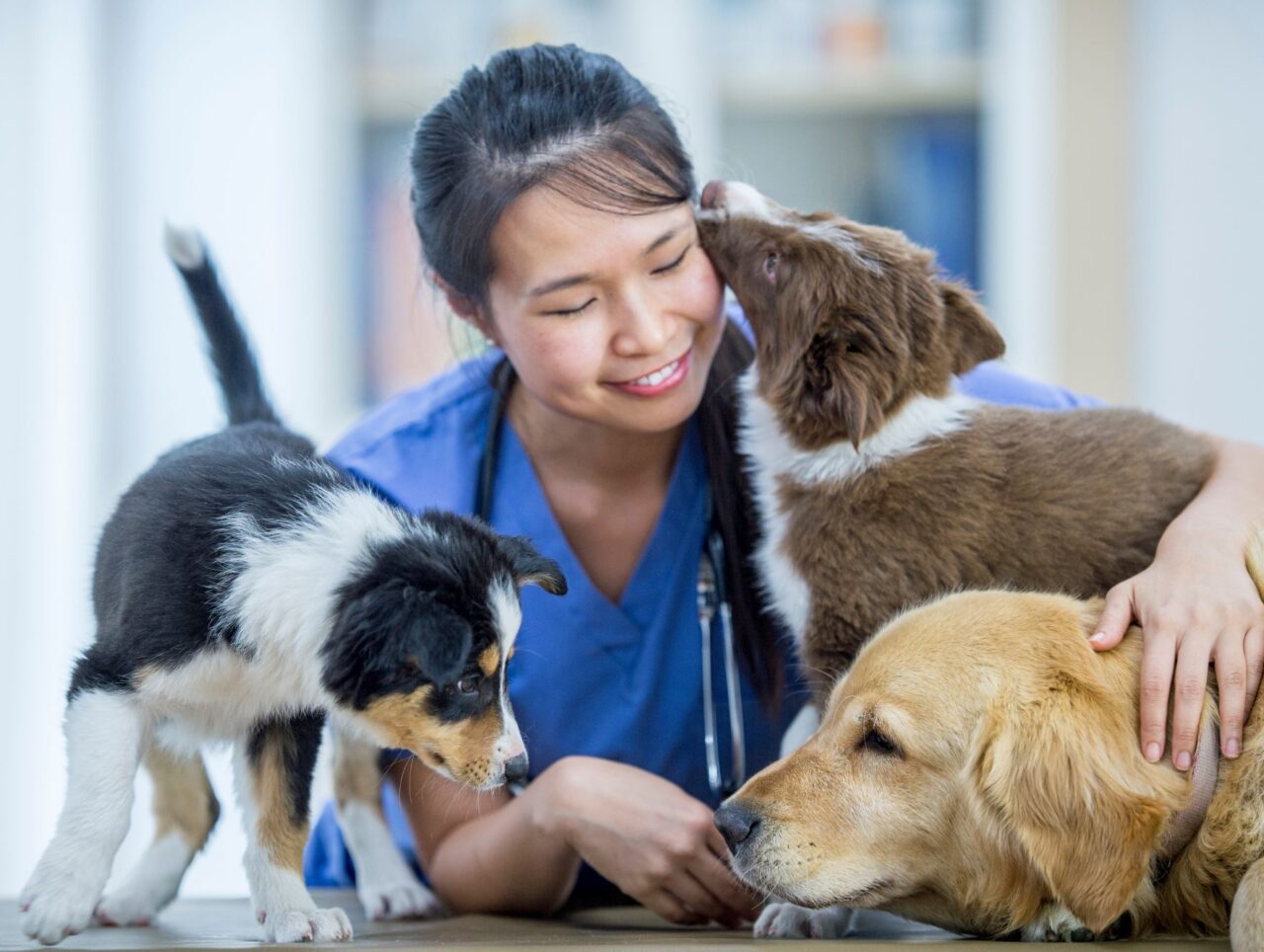 Diabetic Admission Form Animal Hospital Of Sebastopol