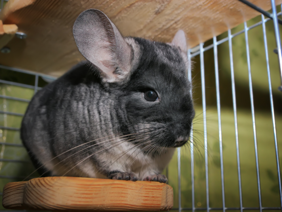 Chinchilla History Form Animal Hospital Of Sebastopol
