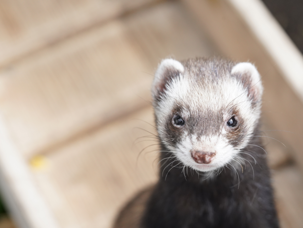 Ferret History Form | Animal Hospital Of Sebastopol