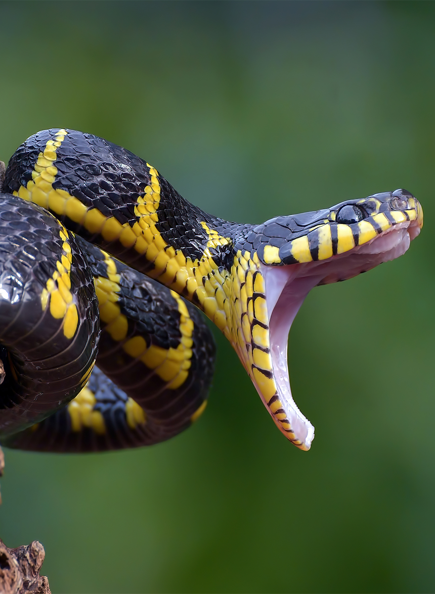 Open Mouth Snake