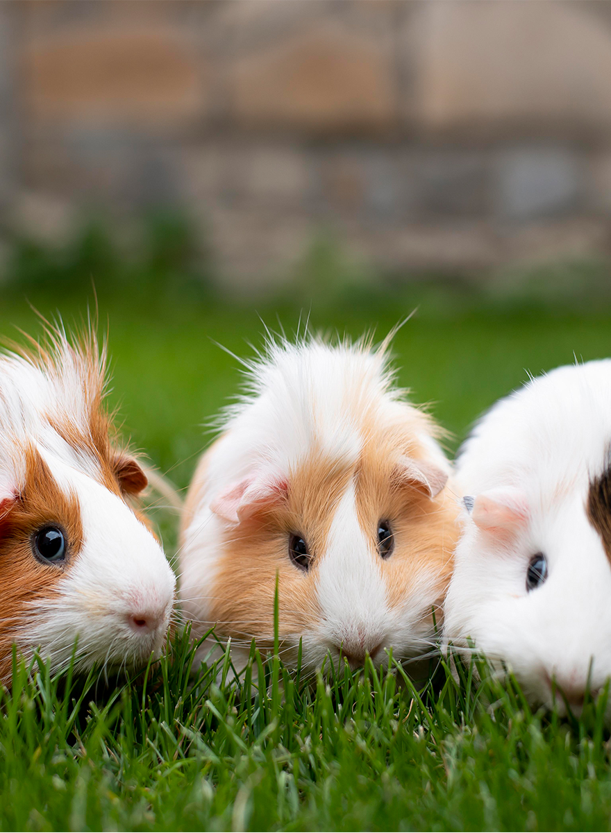 beautiful guinea pigs
