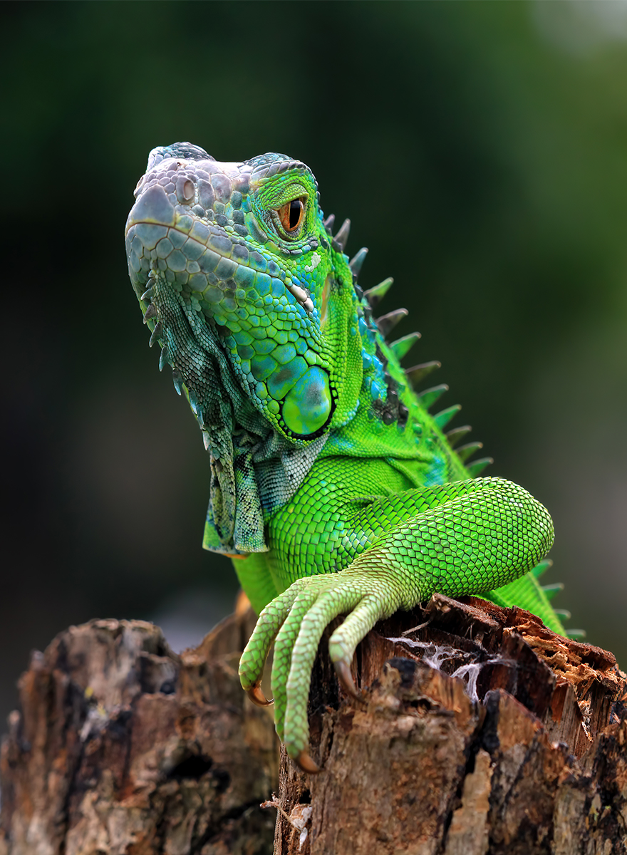 green iguana closeup look