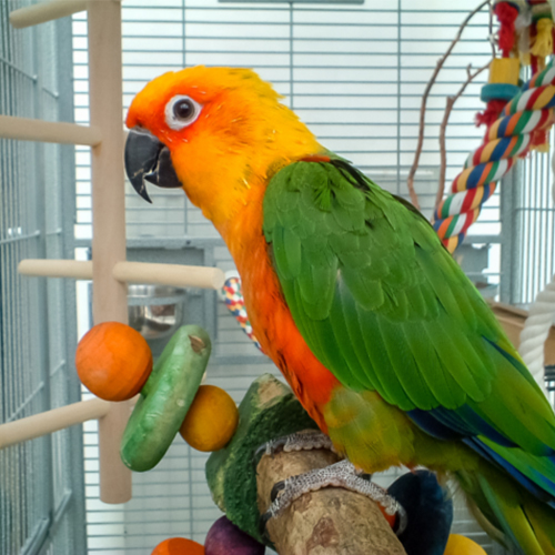 Orange and Green Parrot