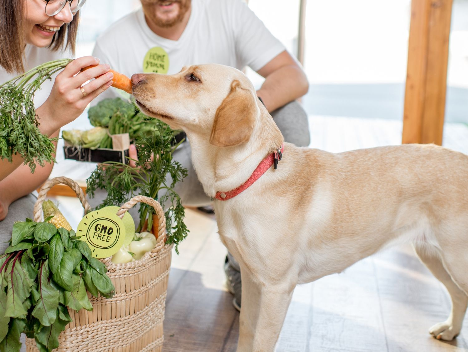 Pet-nutritional-counseling header image A dog enjoying eating carrot