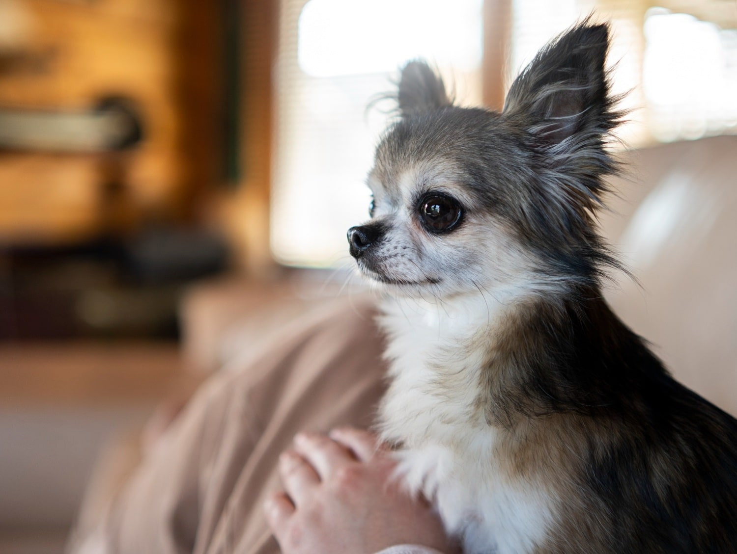 a owner holding chihuahua dog