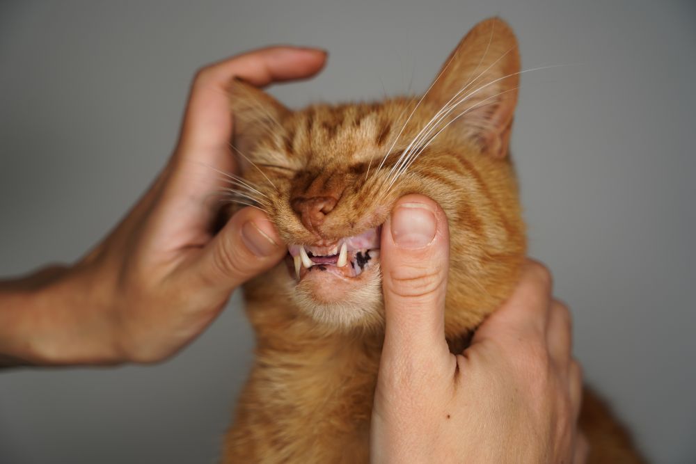 A cat dental checkup