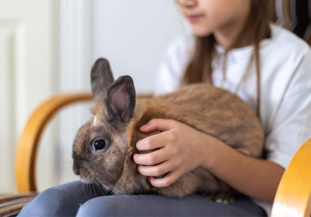 A girl playing with a rabbit