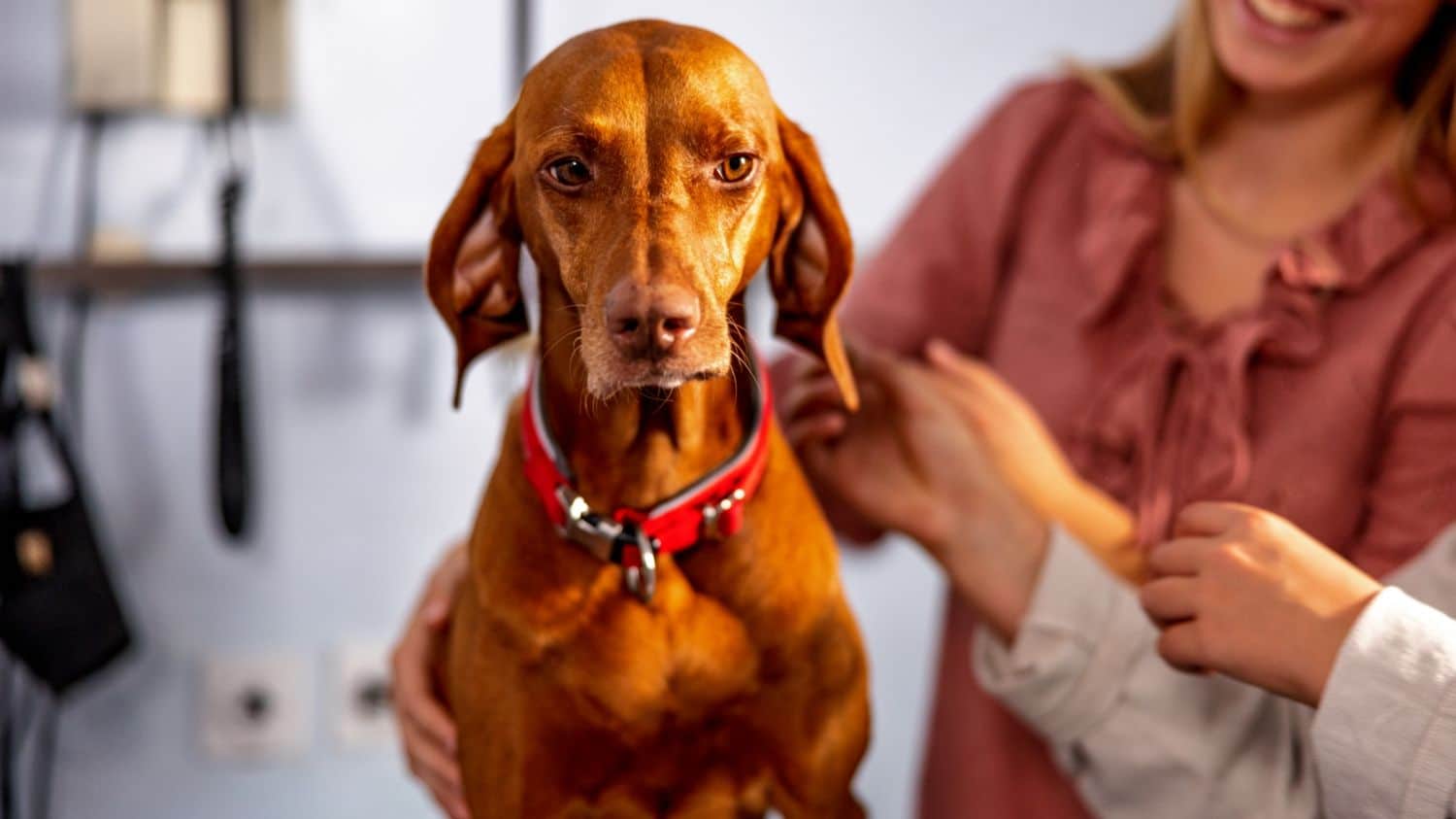 A woman gently pets a dog while sitting in a veterinary office