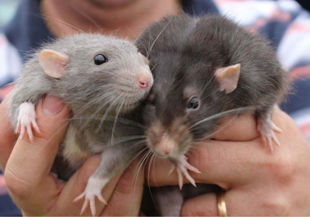 Pocket Pet Care Services in Sebastopol