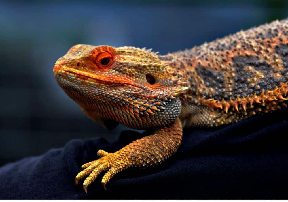 Bearded dragon