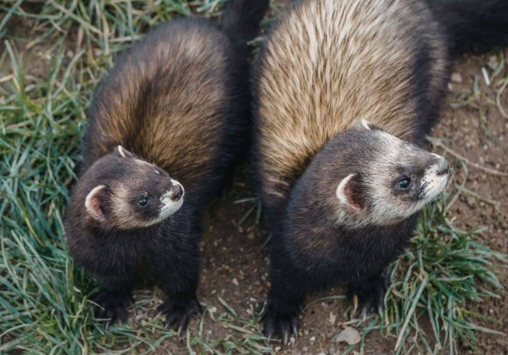 Ferrets on a grass field