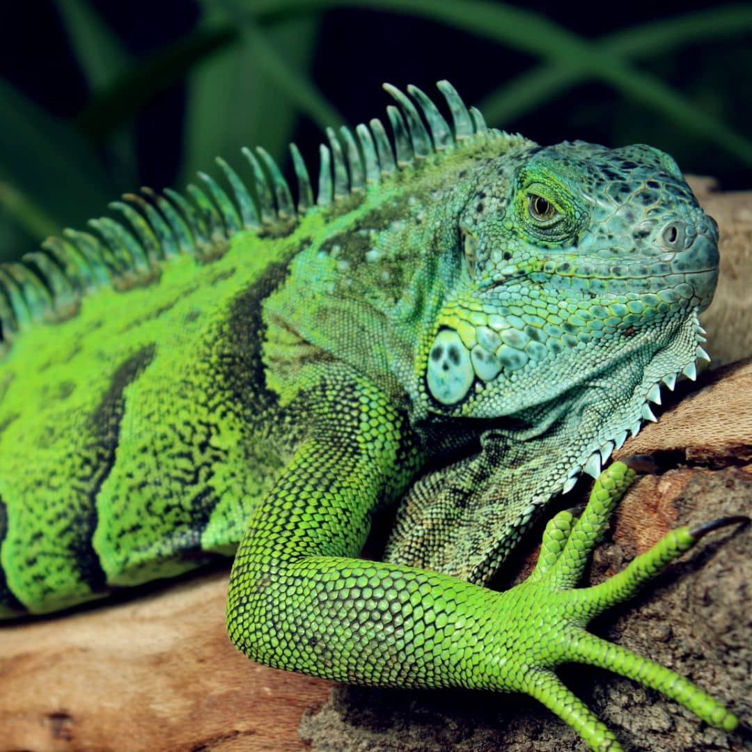 Photo inspiration: Picture Idea: Bearded Dragons And Other Reptile Care Services In Sebastopol Ca