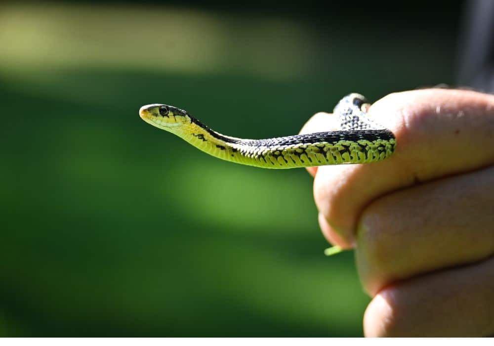 A man and woman joyfully hold a cat together